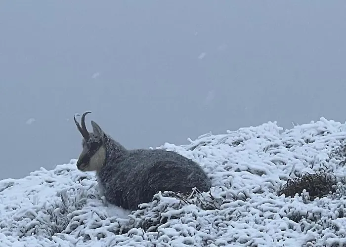 Horská chata Relax Nature Retreat - Isole Sur 3 Hectares - Confort De Luxe - Maison Entiere 150m2 - Pres De La Bresse Basse-sur-le-Rupt